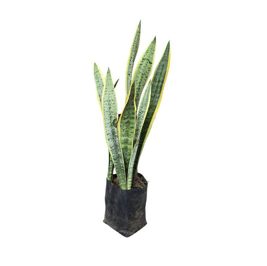 Sansevieria(Lengua de Suegra)