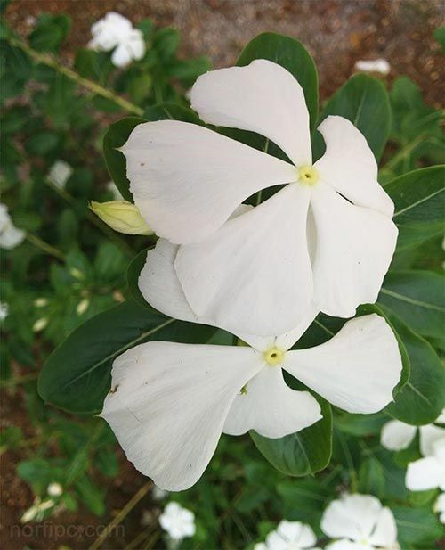 Catharanthus roseus (Teresita)