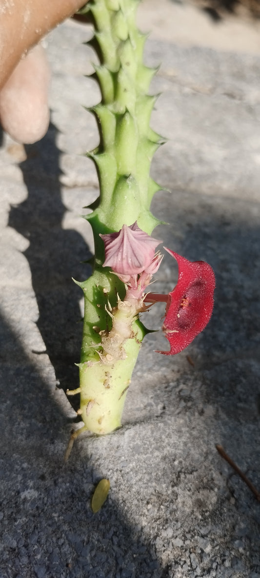Huernia schneideriana (Ojo de dragón Africano)