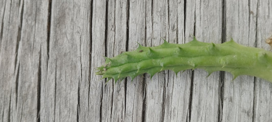 Esqueje de Huernia schneideriana (Ojo de dragón africano)