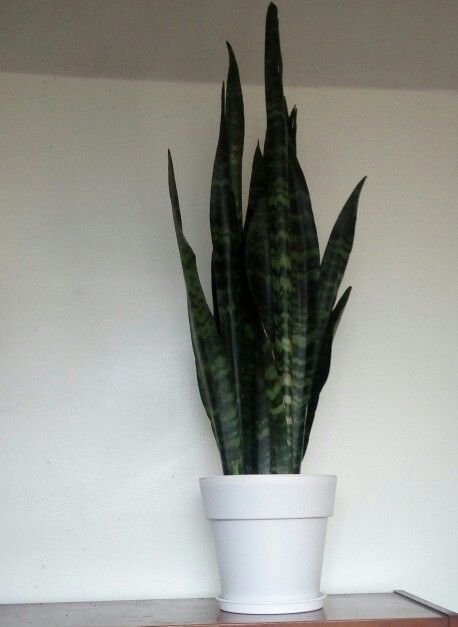 Sansevieria(Lengua de Suegra)