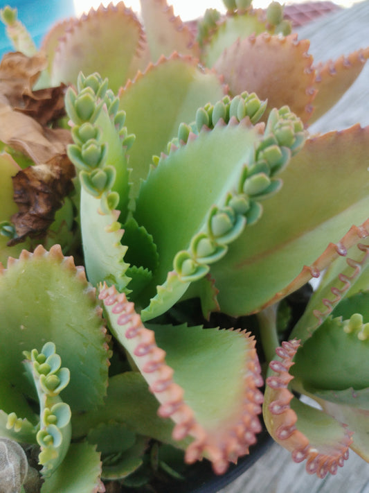 Kalanchoe (Mala madre o Madre de miles)