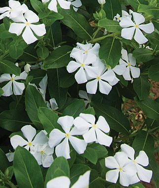 Catharanthus roseus (Teresita)