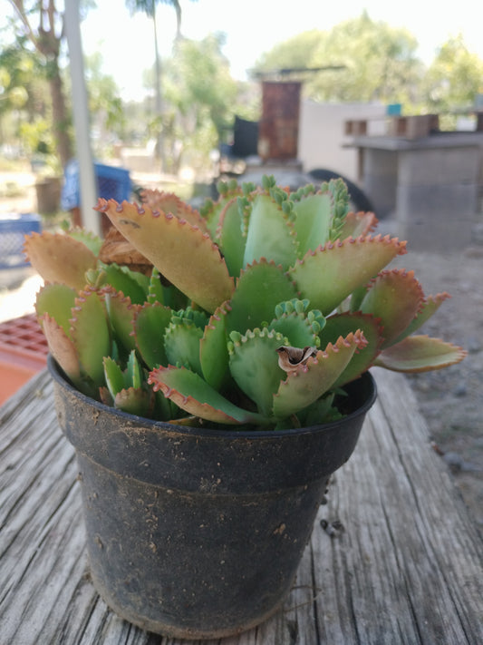 Kalanchoe (Mala madre o Madre de miles)