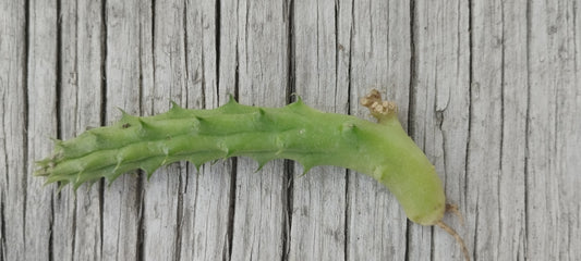 Esqueje de Huernia schneideriana (Ojo de dragón africano)