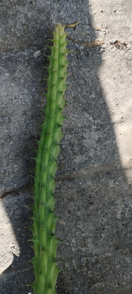 Huernia schneideriana (Ojo de dragón Africano)